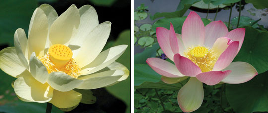 Nelumbo-lutea-h