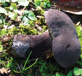 Tylopilus