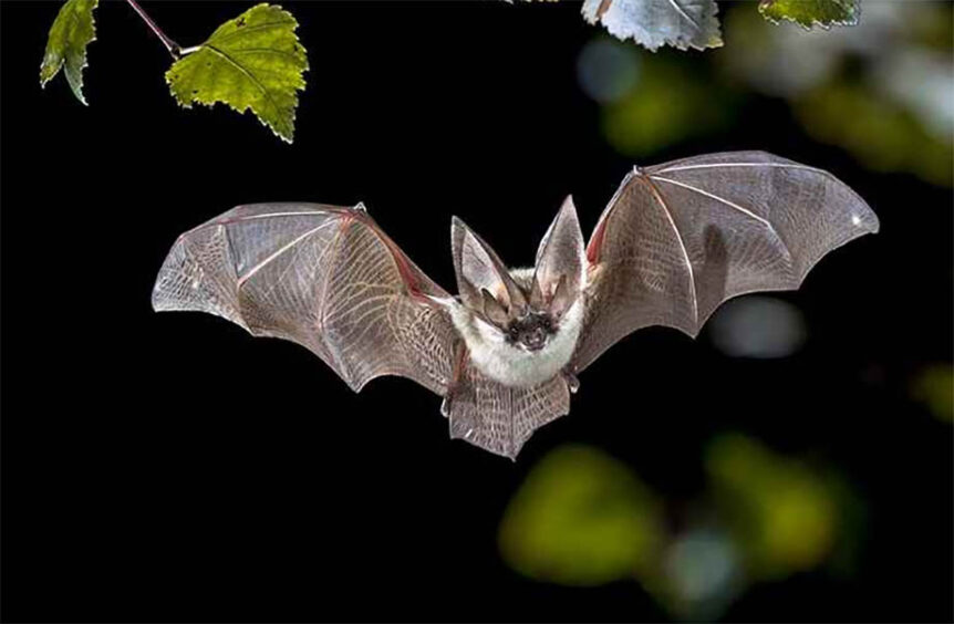 bat-echolocation