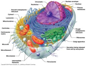 cell-complexity