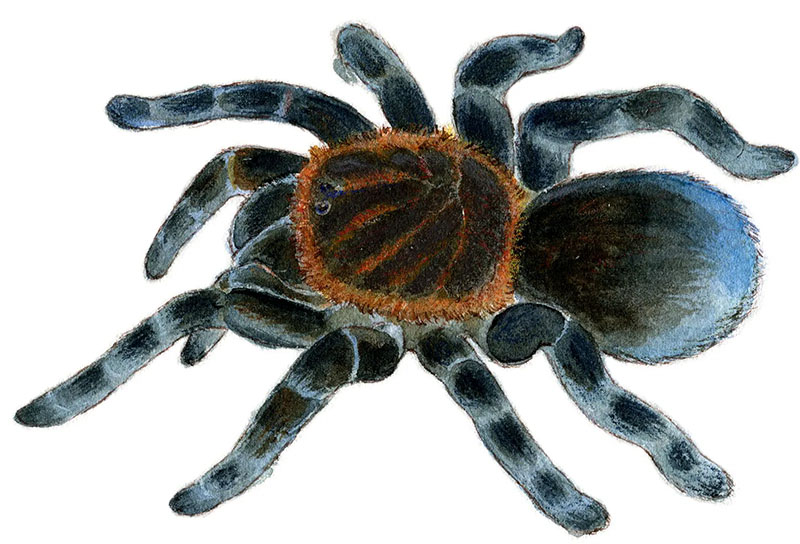 tarantule