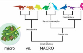 Mikro a makro evoluce