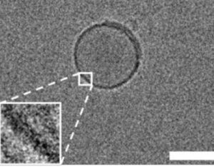 artificial-cell-membrane-Cho