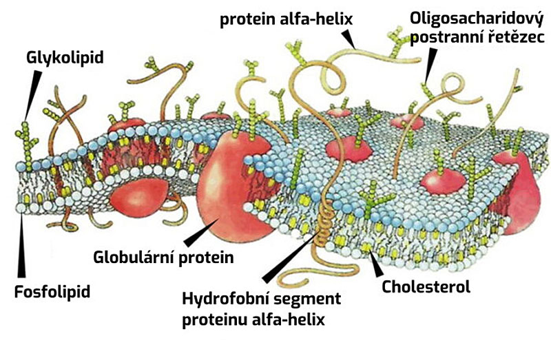 cell-membrane-complexity