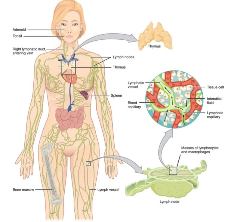 immune-system