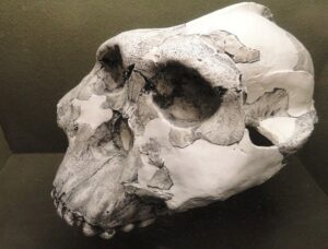 Paranthropus-boisei-skull