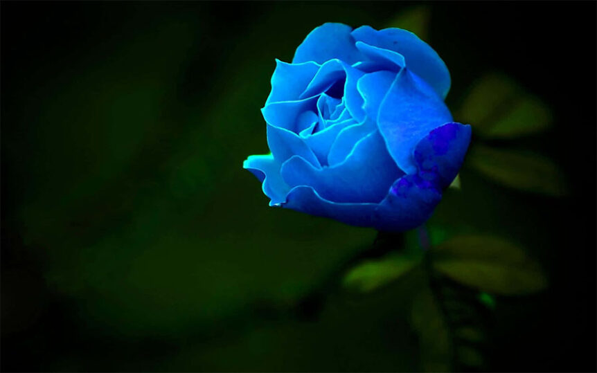 blue-rose