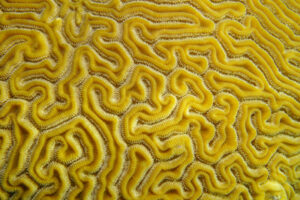 brain-coral