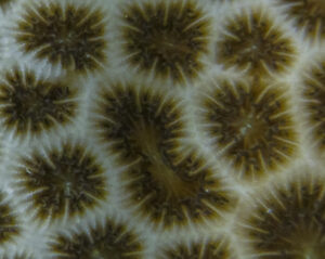 coral-polyps