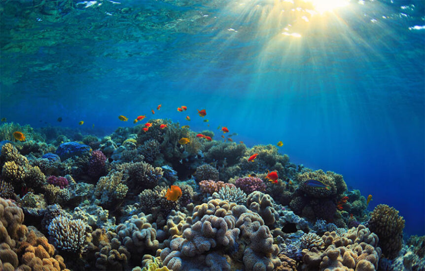 corals2