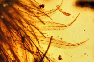 feathers-in-amber