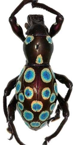 rainbow-weevil