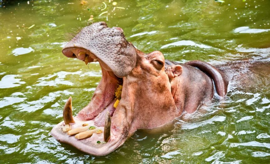 hippos