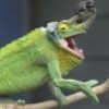 Profilovka od Chameleon